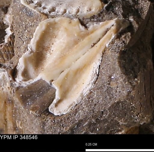 undet. Bivalvia