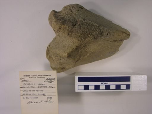 Teleoceras fossiger