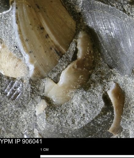 Limopsis striatopunctatus