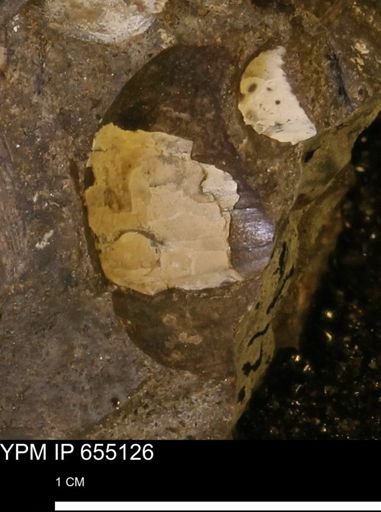 Protocardia