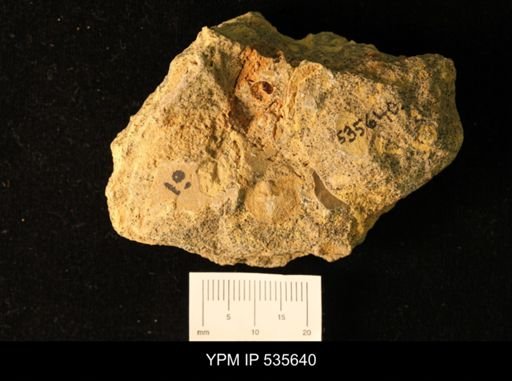 Owenella cf. antiquata