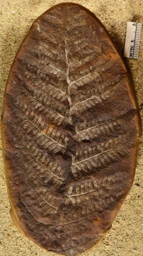 Pecopteris serpifolia