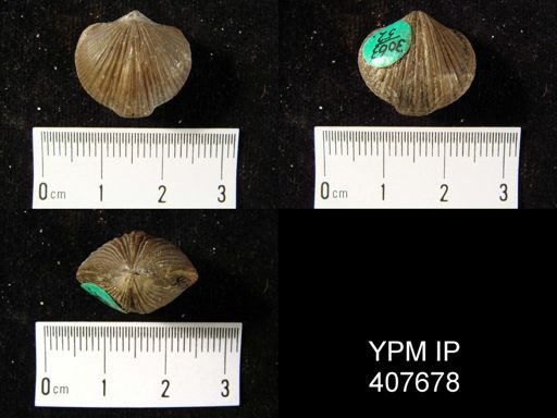 Atrypa marginalis