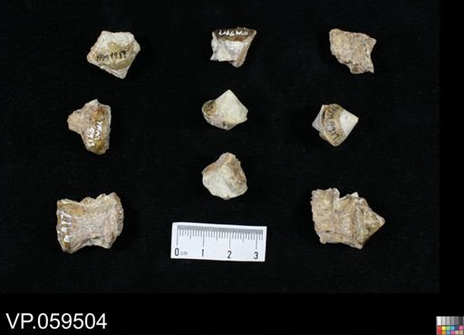 undet. Actinopterygii