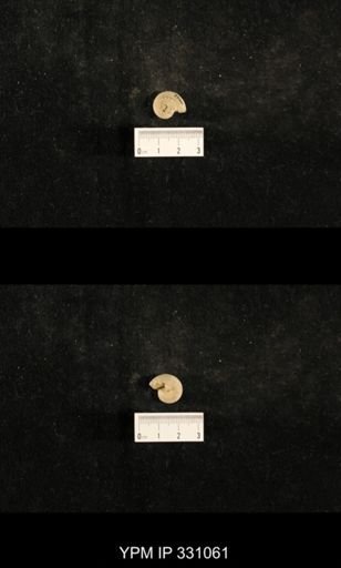 Trepospira depressa