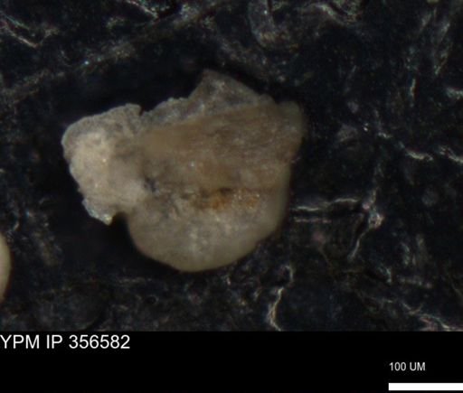 undet. Foraminiferida