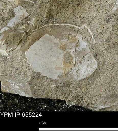 undet. Mollusca
