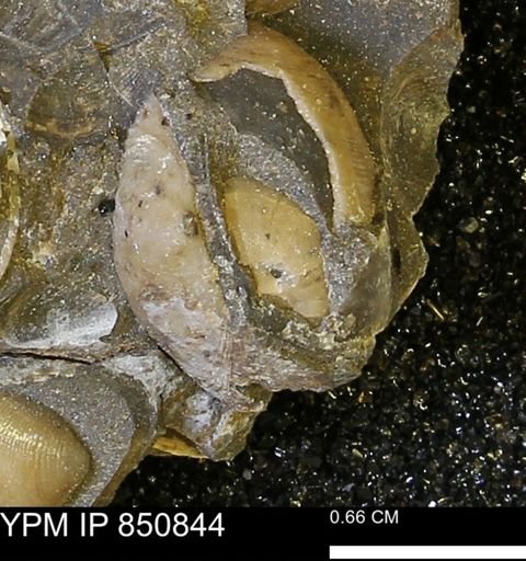 Limopsis striatopunctatus