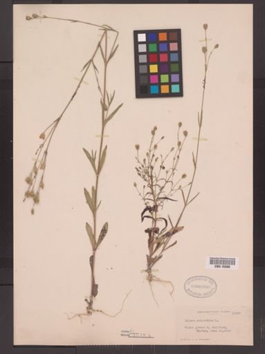 Silene antirrhina