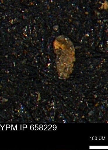 Verneuilinoides kansasensis