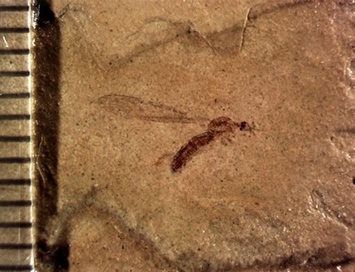 undet. Tipulidae