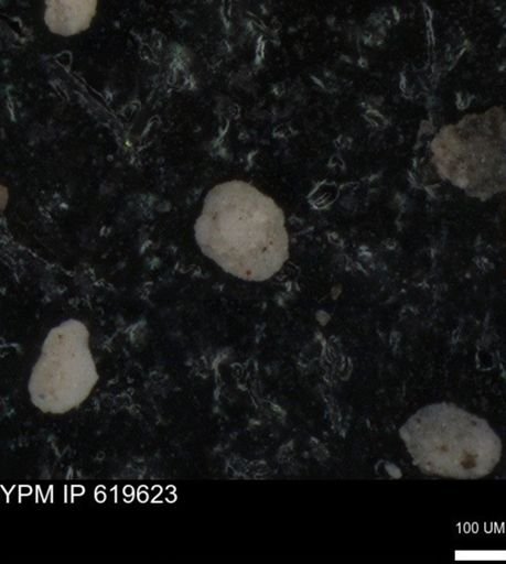 undet. Foraminiferida