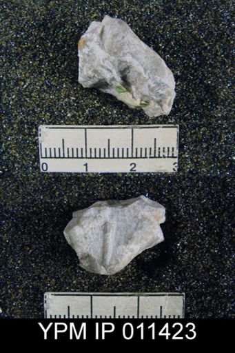Orthothetina sp.