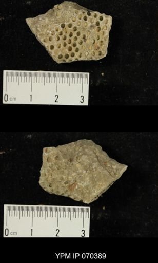 Heliolites spongiosus