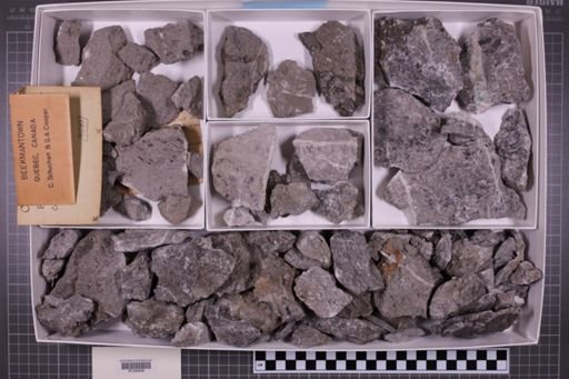 mixed taxa, stratigraphic collection