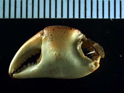 Hemigrapsus sanguineus