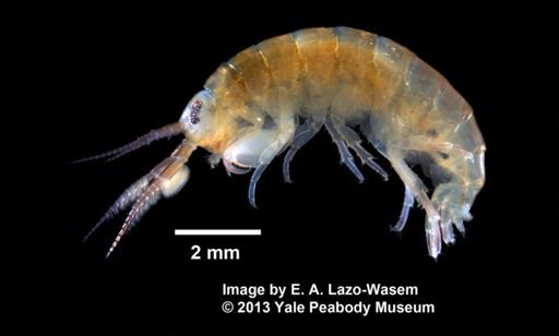 Hyale plumulosa