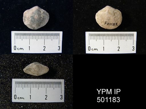 Schizophoria sp.