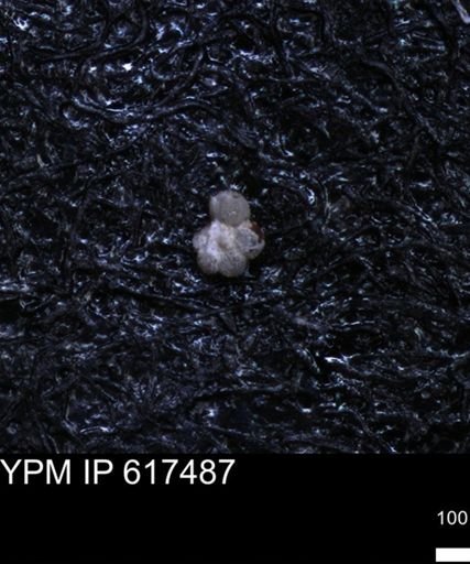 undet. Rugoglobigerinidae