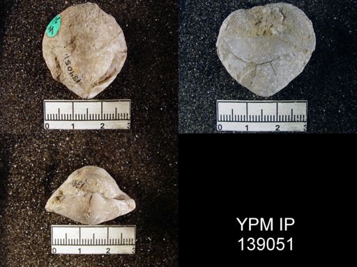 Spirigerella derbyi