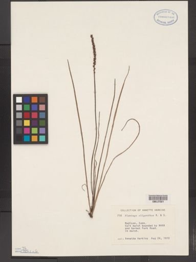 Plantago oliganthos