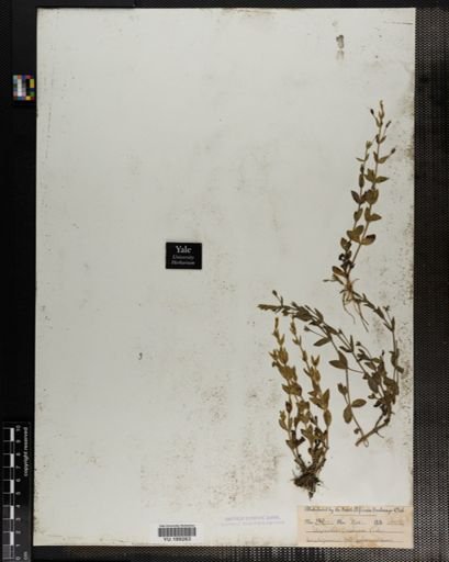 Plantae