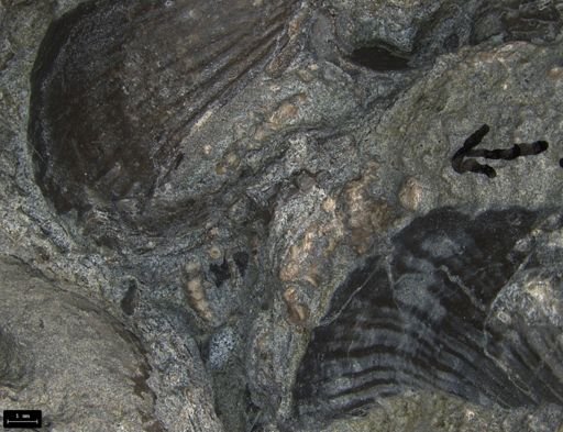 Aplocoma damesii