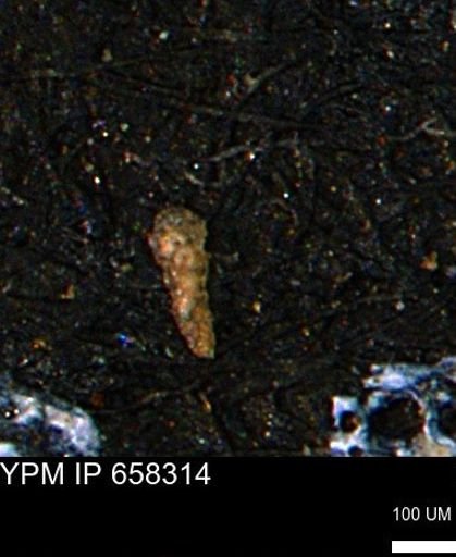 Verneuilinoides kansasensis