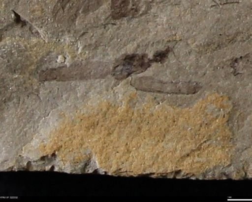 undet. Diptera