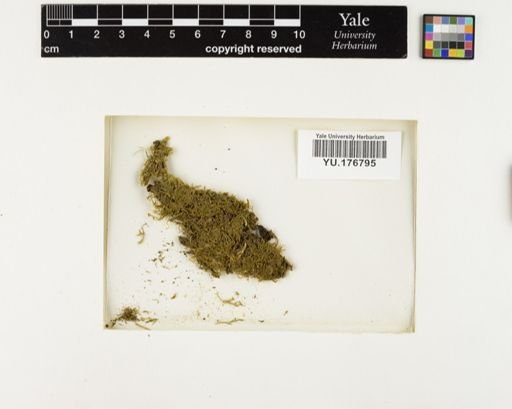 Plantae