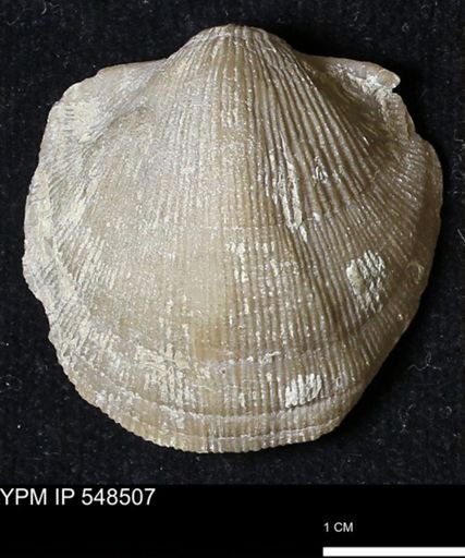 Stropheodonta navalis