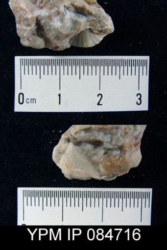 Glyptotrophia stigmata