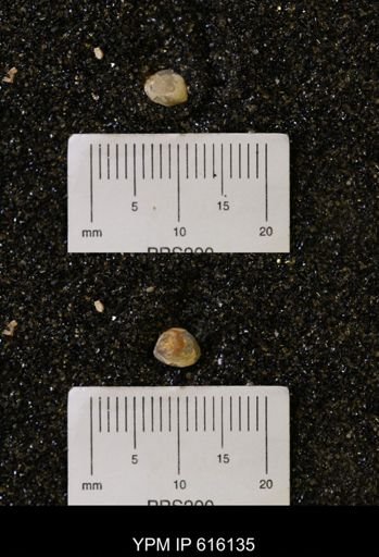 Protocardia subquadrata