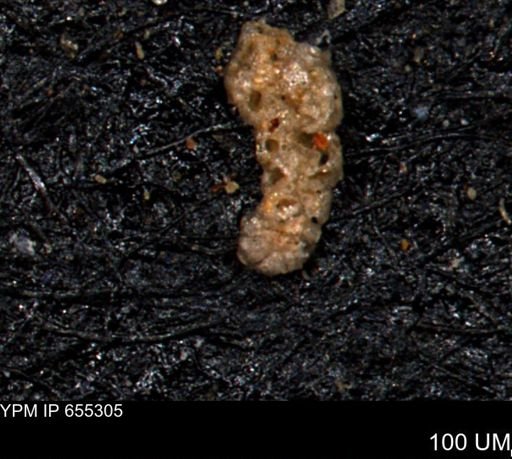 Ammobaculoides whitneyi