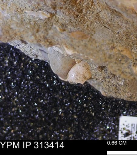 undet. Gastropoda