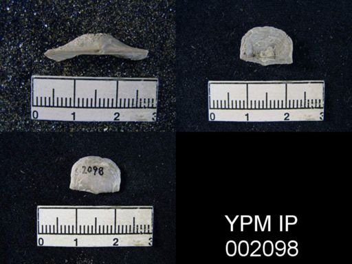Chonetes granulifer