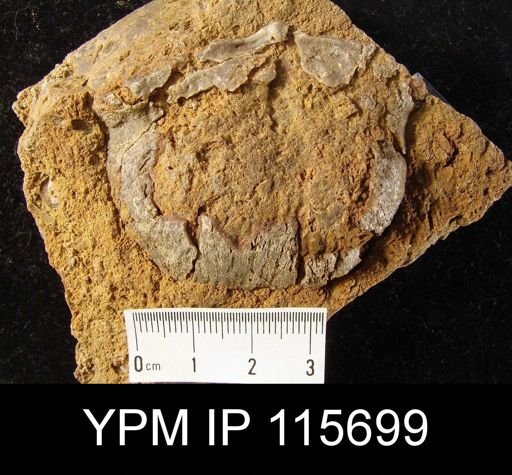 Dictyoclostus ivesi