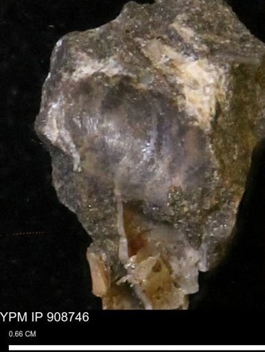 undet. Mollusca