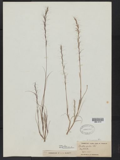 Aristida longespica