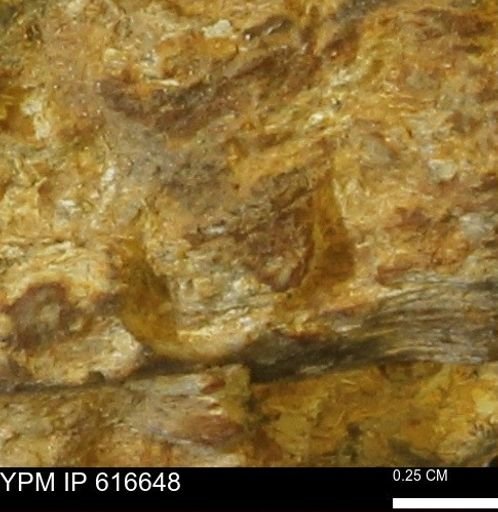 Teredo sp.