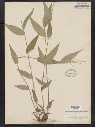 Panicum boscii