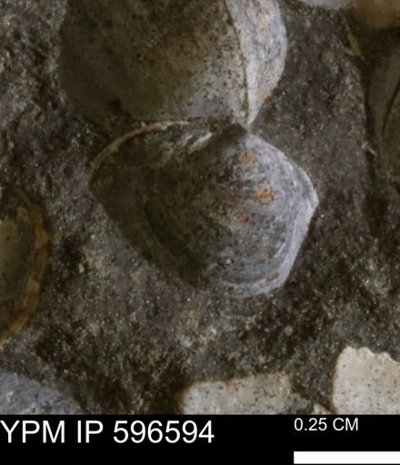 Limopsis striatopunctatus