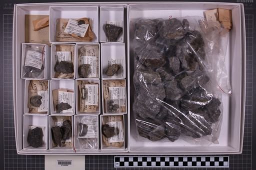 mixed taxa, stratigraphic collection