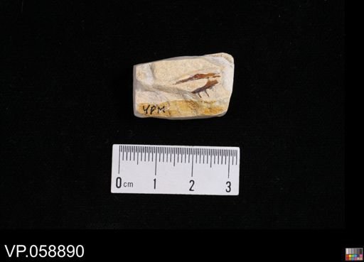 undet. Actinopterygii