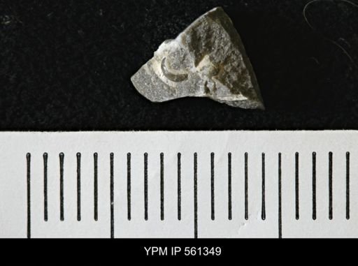 undet. Mollusca
