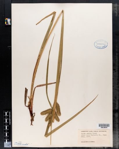 Carex comosa