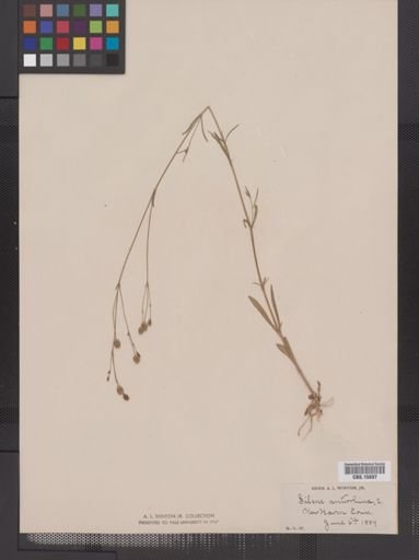 Plantae