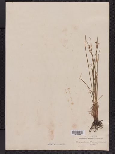 Sisyrinchium anceps