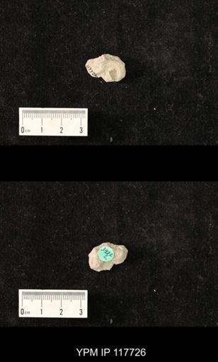 undet. Gastropoda