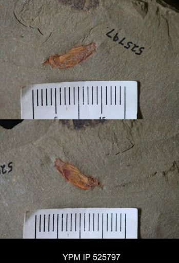 Echinodermata?